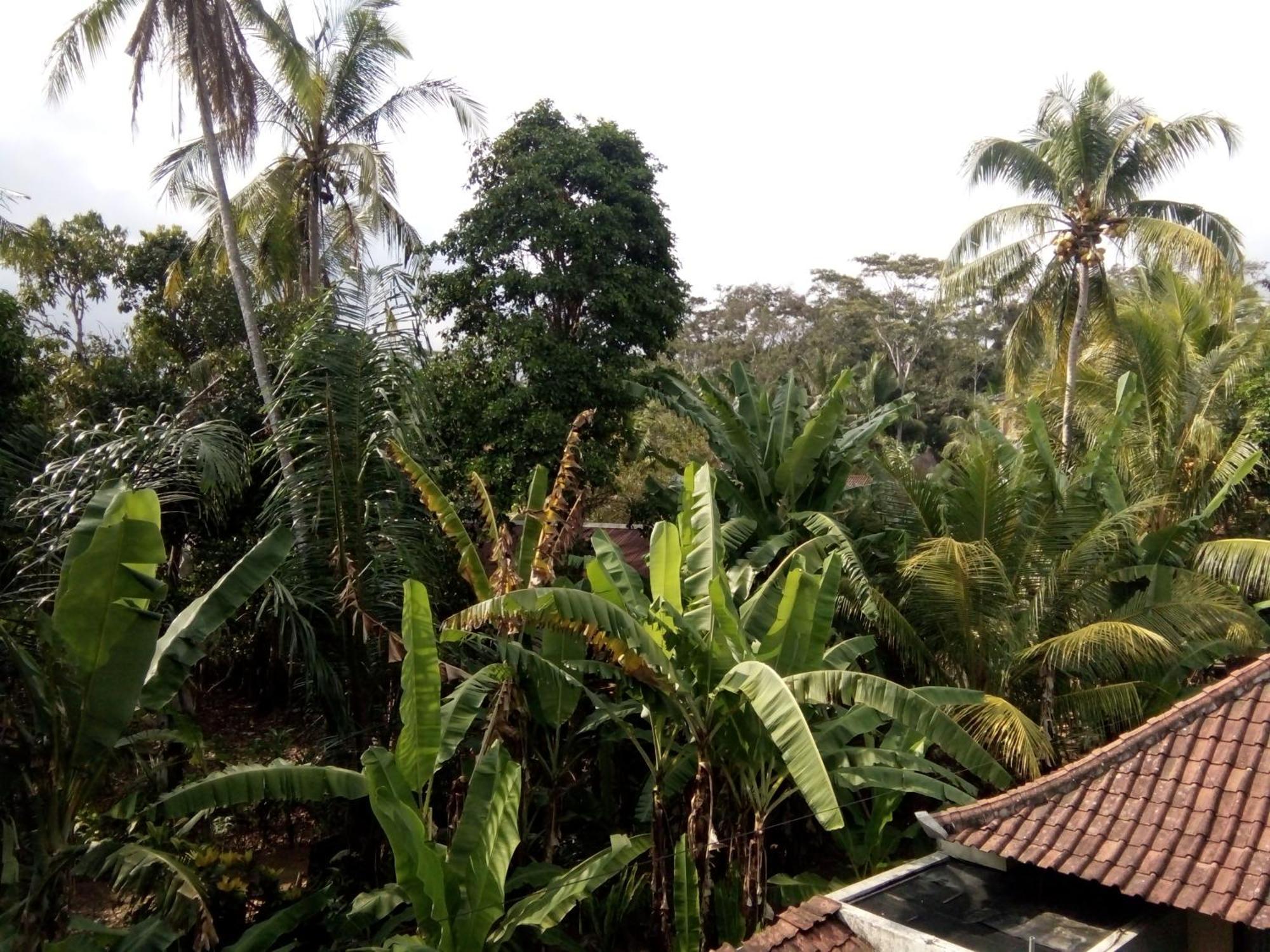 Manada Guesthouae Bed & Breakfast Ubud Eksteriør bilde