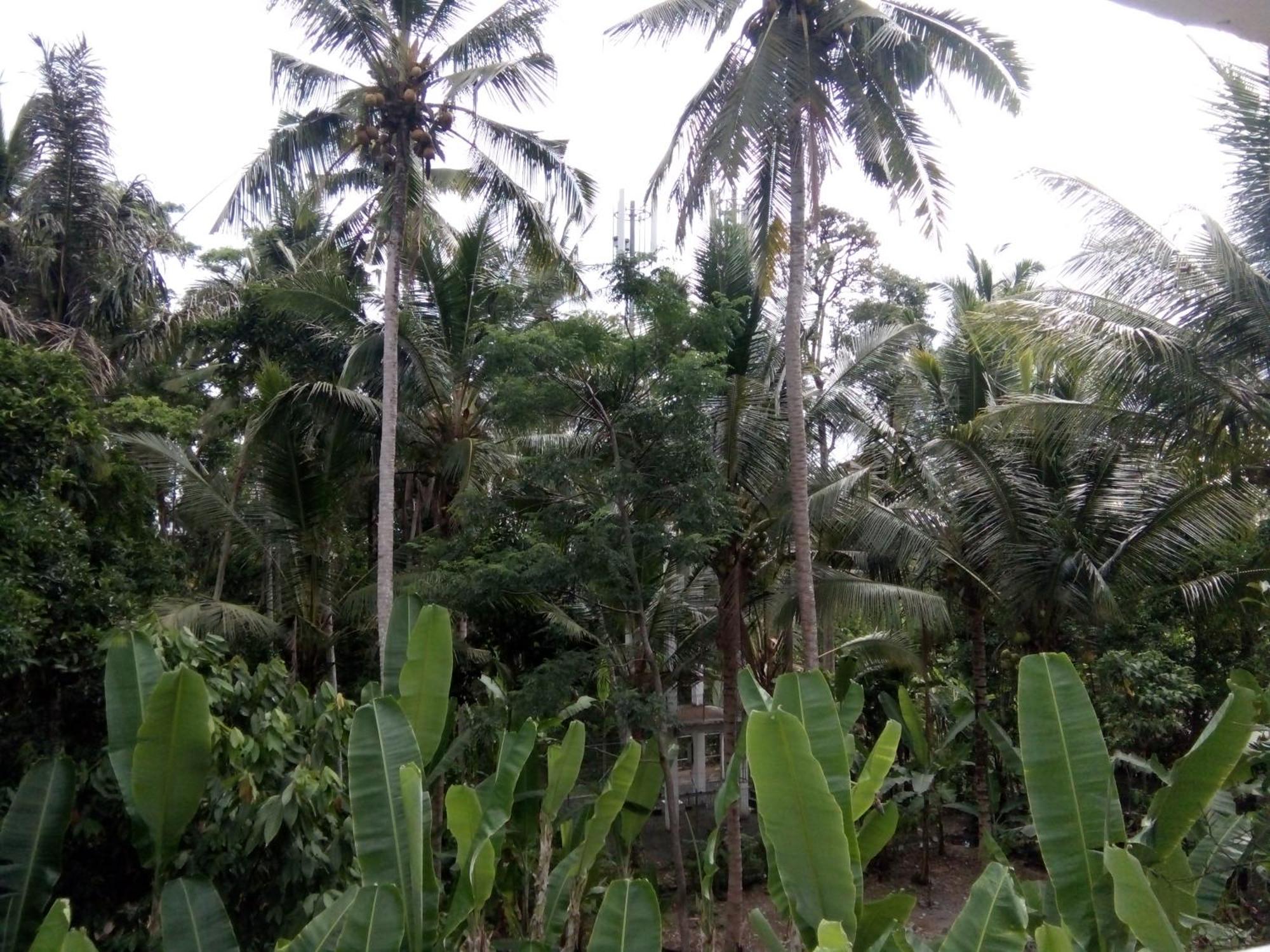 Manada Guesthouae Bed & Breakfast Ubud Eksteriør bilde